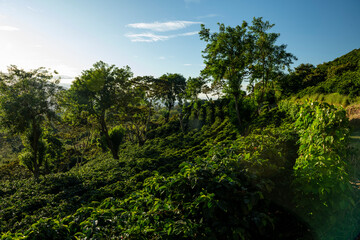 An organic coffee farm in the mountains of Panama, with red coffee cherries ready for harvest, Chiriqui highlands, Panama - stock photo