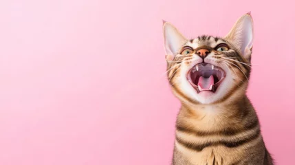 Fotobehang Dierenarts A cheerful Bengal cat beams with a wide open mouth, radiating joy against a soft pink backdrop. This playful moment captures the essence of feline happiness.  © Svetlana