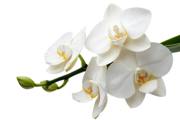 A delicate vanilla orchid with white petals, isolated on a transparent background, PNG file.