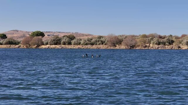 Migratory birds waiting in the reed field by the sea

