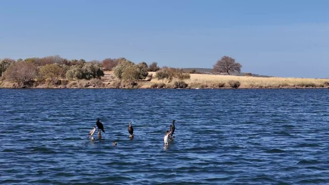 Migratory birds in the reed field by the beach