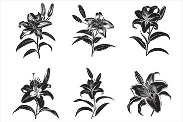 Minimalist Lily Flower Silhouette Vector Illustration