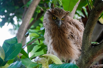 Buffy Fish Owl (Ketupa ketupu) chick at dawn resting on tree branch