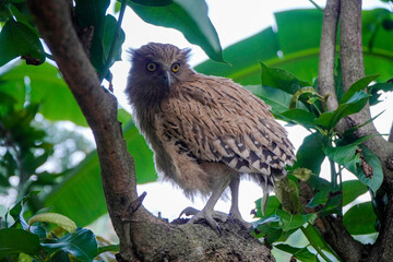 Buffy Fish Owl (Ketupa ketupu) chick at dawn resting on tree branch