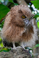 Buffy Fish Owl (Ketupa ketupu) chick at dawn resting on tree branch