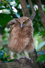 Buffy Fish Owl (Ketupa ketupu) chick at dawn resting on tree branch