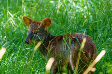 A small brown deer stands in a green meadow, gazing curiously with big eyes. Its warm brown coat...