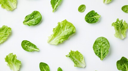 Top view photo of fresh green lettuce leaf cutting with dew still dripping. Fresh lettuce leaf several leaves on white background