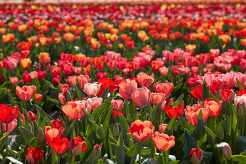 Tulip flowers in red, pink and yellow colors texture background and field in spring sunlight