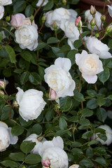 Desdemona Auskindling english rose with white flowers