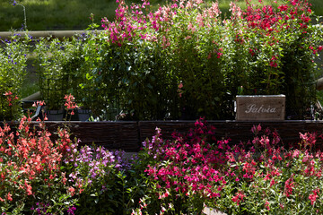 Salvia plants with colorful flowers in red, white and pink colors, sunlight