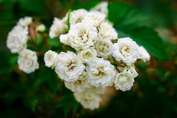 A lovely arrangement of small white roses against a soft, blurred green background. This image is perfect for wedding invitations, greeting cards, and floral-themed designs, adding a touch of elegance