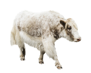 Fototapeta premium White cow png collage element, transparent background