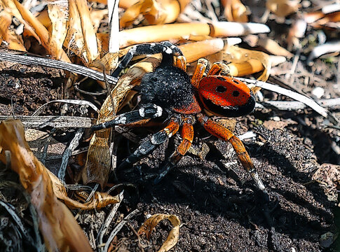 The most poisonous but at the same time beautiful spider of Cent