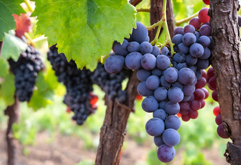 Fototapeta premium Vine grapes on tree