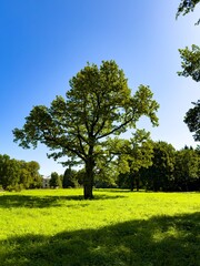 Fototapeta premium A tall oak tree stands majestically in the center of a lush green park under a clear blue sky. Photographed at a wide angle, capturing the tree's detailed foliage and the sunlit landscape