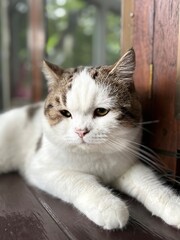 cat on the window