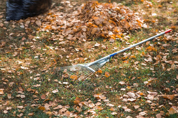 A bunch of autumn leaves and a woman is doing a general cleaning in the garden. In autumn, people clean the lawn of dry leaves. Gardening. Garden cleaning.