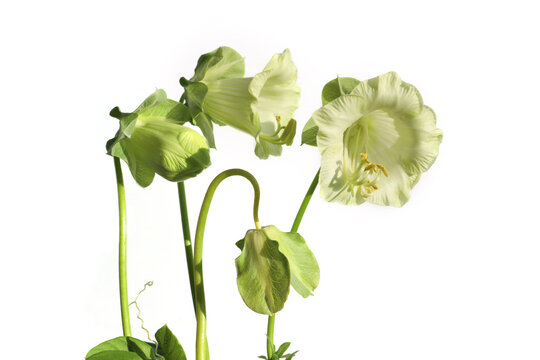 Blooming Cobaea scandens isolated on white background. White flowers Cup  Saucer Vine.