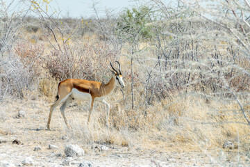 Springbock antelope in Etosha National Park, Namibia, Africa