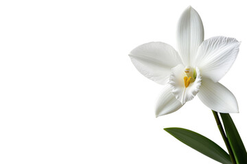 Obraz premium A single ghost orchid with white, delicate petals, isolated on a transparent background, PNG file.