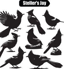Steller's Jay Silhouette Vector Illustration: Bird Graphic, Wildlife Art, Ornithology Design, Black and White, Crested Jay Bird Clip Art Image