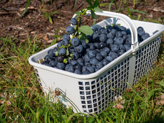 A vibrant blue huckleberry bush displaying clusters of ripening blueberries in a well-tended garden