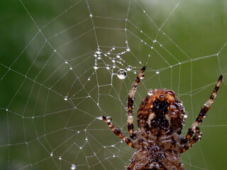 spider in a web on a blurred natural green background. Selective focus. High-quality photo Close-up macro shot of a European garden spider (cross spider, Araneus diadematus) sitting in a spider web