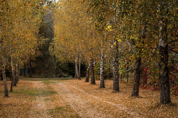 Beautiful autumn landscape. Russian nature and culture. Background of birch trees, wood texture. Birch with falling leaves in late autumn.