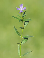 Blue flower of herbaceous periwinkle plant, Vinca herbacea