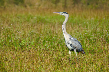 grey heron in the field on sunny day close-up