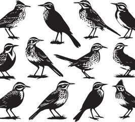 Bird Silhouette Vector Art: Detailed Illustration of Various Bird Species in Black and White, Ornithology Graphic Design Element