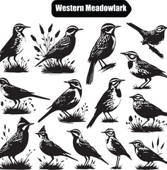 Western Meadowlark Bird Vector Art: Black and White Silhouette Illustrations of State Bird, Wildlife, Ornithology, Nature, Graphic Design Elements
