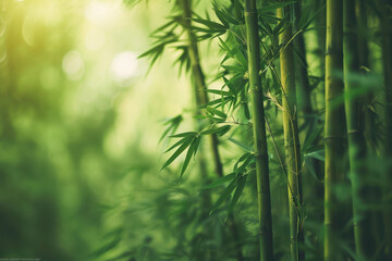 Close-up of vibrant green bamboo forest with sunlight filtering through foliage. Natural and serene background imagery.