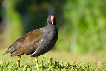 common moorhen is standing on the green grass on a sunny day close-up