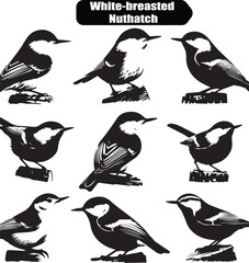 White-breasted Nuthatch Bird Vector Illustration: Detailed Black and White Graphic Art of Sitta carolinensis Bird Species in Various Poses