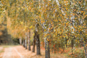 Naklejka premium Beautiful autumn landscape. Russian nature and culture. Background of birch trees, wood texture. Birch with falling leaves in late autumn.