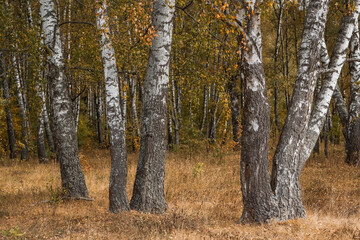 Fototapeta premium Beautiful autumn landscape. Russian nature and culture. Background of birch trees, wood texture. Birch with falling leaves in late autumn.