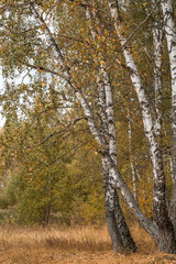 Fototapeta premium Beautiful autumn landscape. Russian nature and culture. Background of birch trees, wood texture. Birch with falling leaves in late autumn.