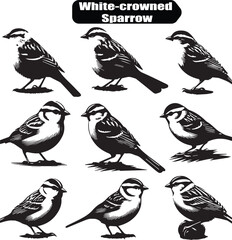 White-crowned Sparrow Vector Illustration: Black and White Bird Drawing, Wildlife Art, Ornithology Design, Sparrow Clipart, Birdwatching Graphic