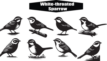 White-Throated Sparrow Vector Art: Detailed Black and White Illustration of Songbirds, Birdwatching Graphic, Wildlife Clip Art, Ornithology Design Element
