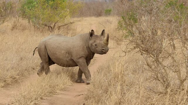 rare Black Rhino in the Bush
