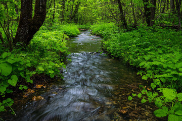 A serene stream flows through a lush green forest, surrounded by vibrant foliage and tranquil nature.