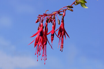 Close up red flowers of Fuchsia (Fuchsia magellanica 'Riccartonii'). Willowherb family, Evening...