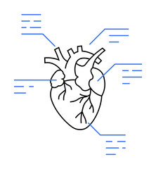 Fototapeta premium Anatomical depiction of a human heart with key parts highlighted and labeled. Ideal for medical studies, educational purposes, cardiovascular health, anatomy lessons, and scientific research. Clean li
