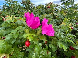 Pink Rose Rosa Rugosa and fruit