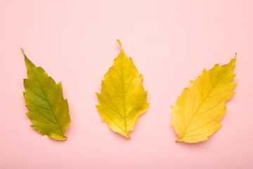 Autumn green and yellow leaf on pink background. Top view