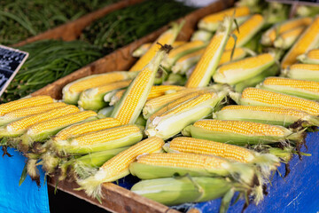Stacks of freshly picked corn catch the light at a bustling market, their golden kernels gleaming. Local vendors proudly display this summer delight, enticing shoppers with nature's harvest.