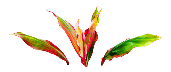 Tropical foliage, Ti Plant or Cordyline fruticosa leaf isolated on white background