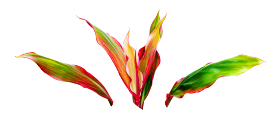 Tropical foliage, Ti Plant or Cordyline fruticosa leaf isolated on white background